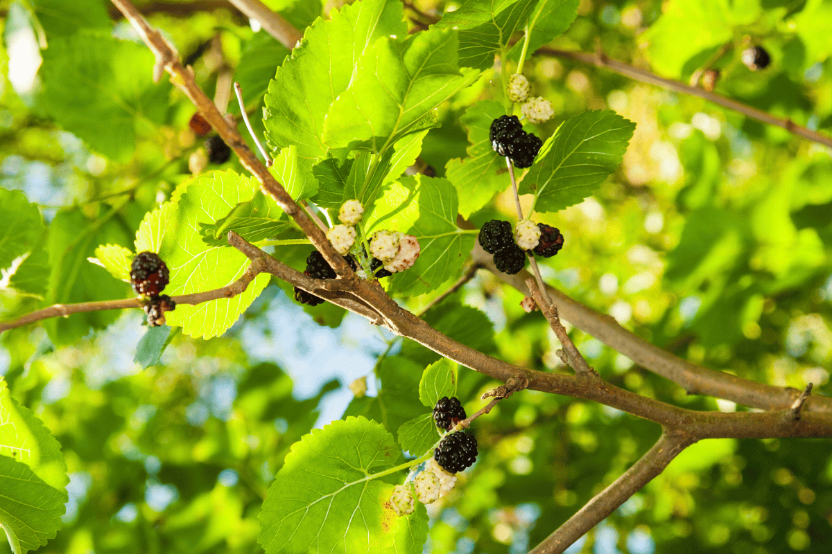 Black mulberry (Morus nigra).png